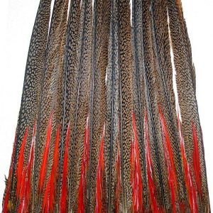 Golden Pheasant Tail